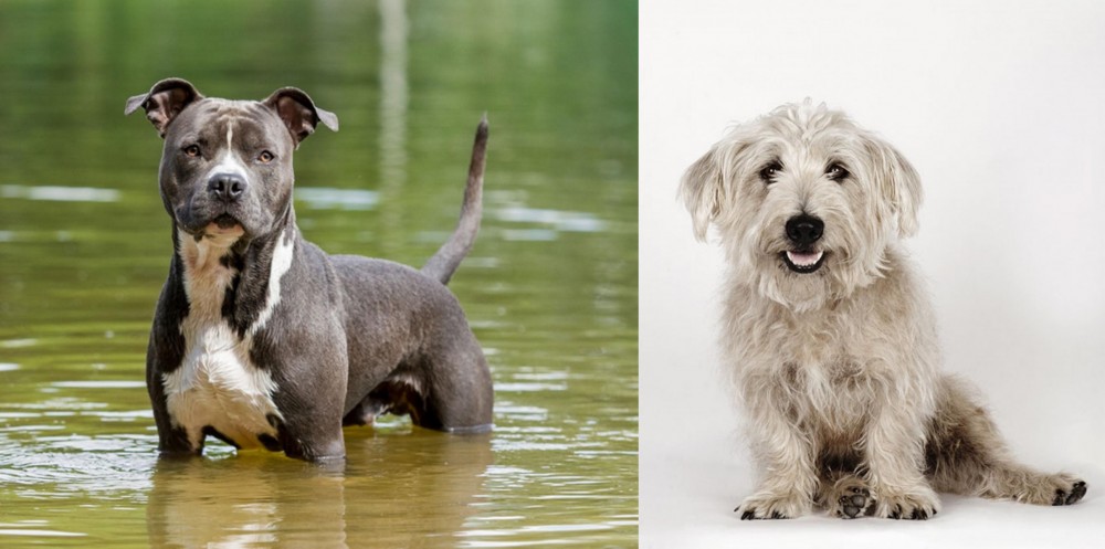 Glen of Imaal Terrier vs American Staffordshire Terrier - Breed Comparison