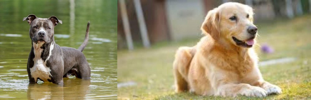 Goldador vs American Staffordshire Terrier - Breed Comparison