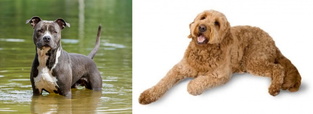 Golden Doodle vs American Staffordshire Terrier - Breed Comparison