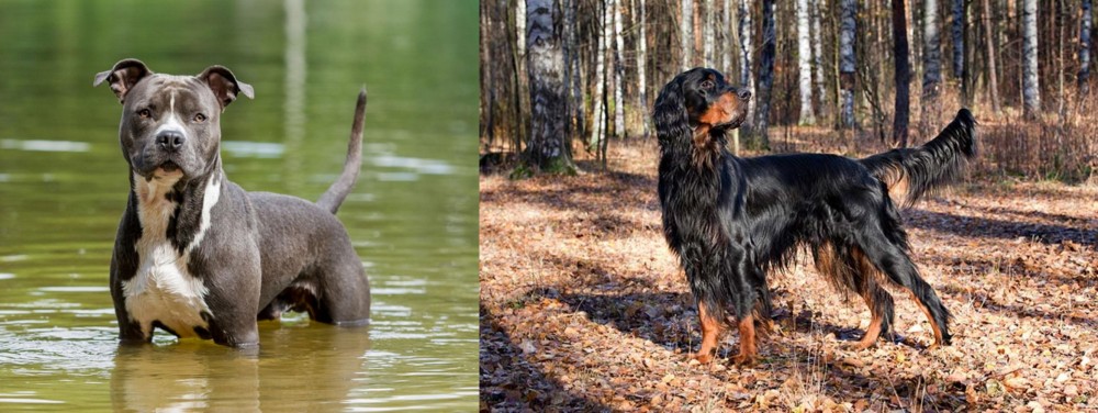 Gordon Setter vs American Staffordshire Terrier - Breed Comparison