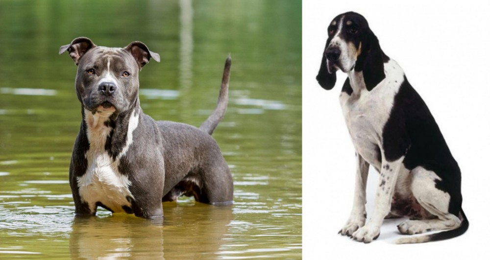 Grand Anglo-Francais Blanc et Noir vs American Staffordshire Terrier - Breed Comparison