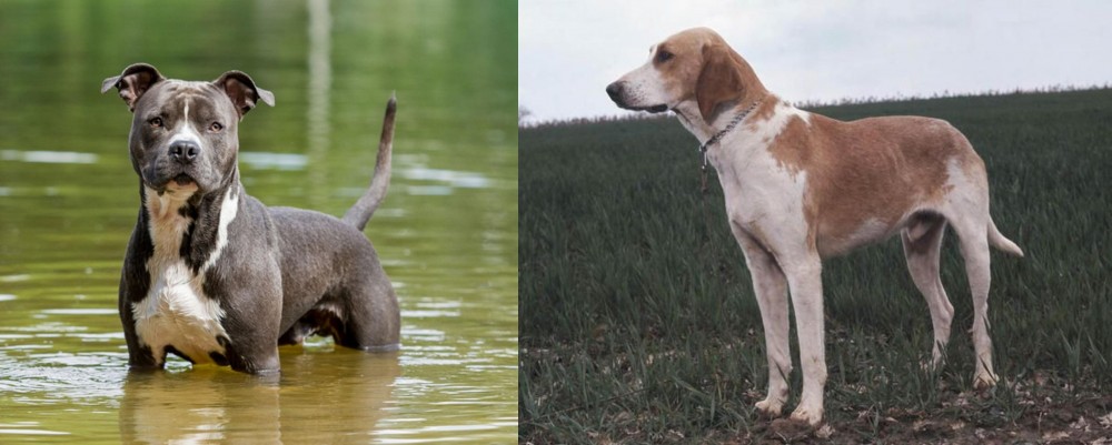 Grand Anglo-Francais Blanc et Orange vs American Staffordshire Terrier - Breed Comparison
