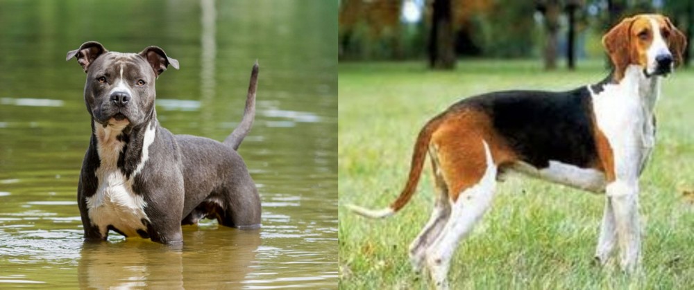 Grand Anglo-Francais Tricolore vs American Staffordshire Terrier - Breed Comparison