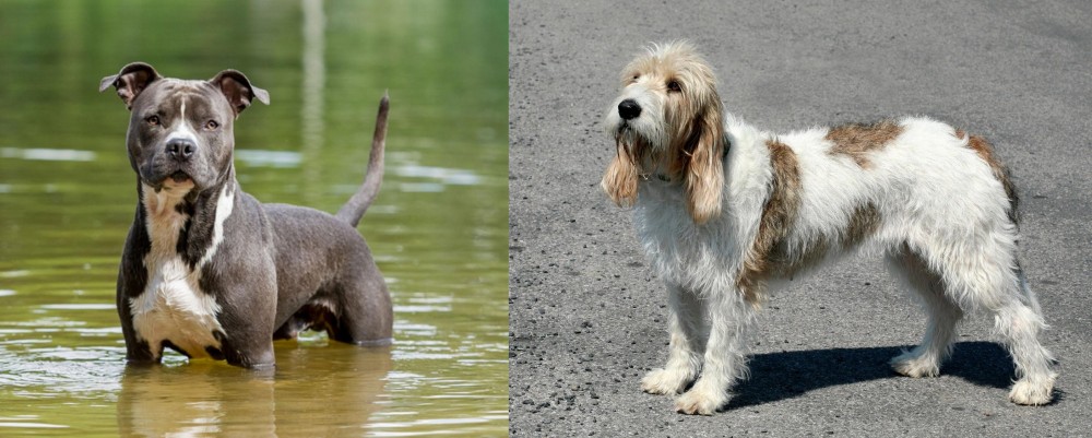 Grand Basset Griffon Vendeen vs American Staffordshire Terrier - Breed Comparison