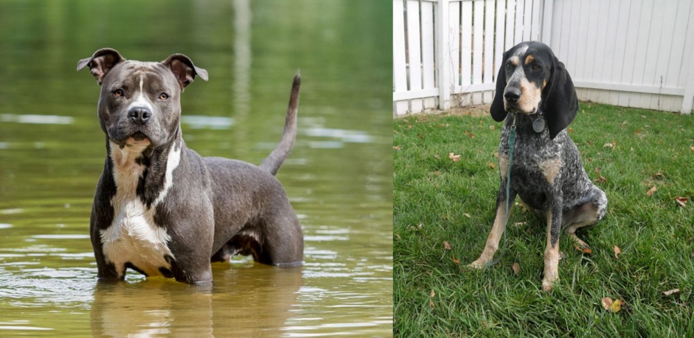 Grand Bleu de Gascogne vs American Staffordshire Terrier - Breed Comparison