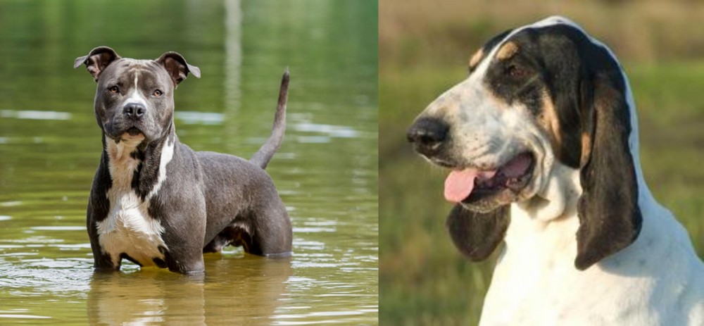 Grand Gascon Saintongeois vs American Staffordshire Terrier - Breed Comparison