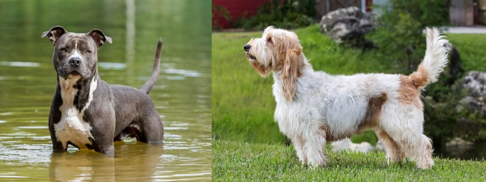 Grand Griffon Vendeen vs American Staffordshire Terrier - Breed Comparison