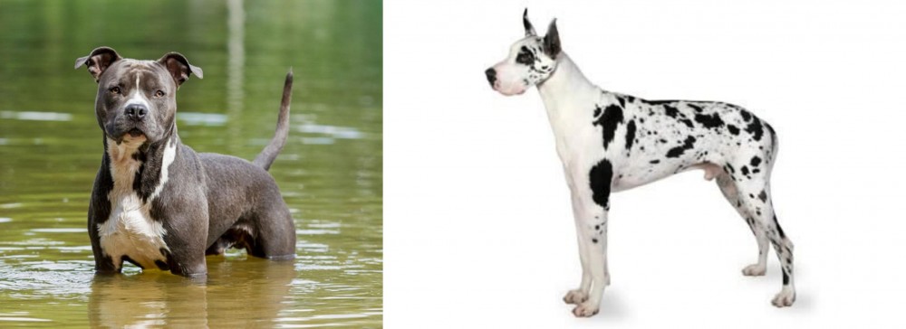 Great Dane vs American Staffordshire Terrier - Breed Comparison