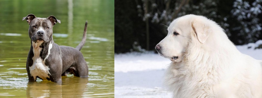 Great Pyrenees vs American Staffordshire Terrier - Breed Comparison
