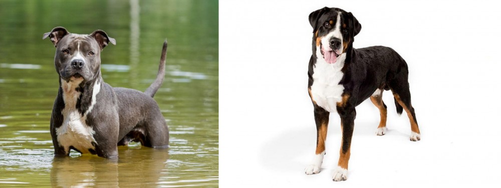 Greater Swiss Mountain Dog vs American Staffordshire Terrier - Breed Comparison