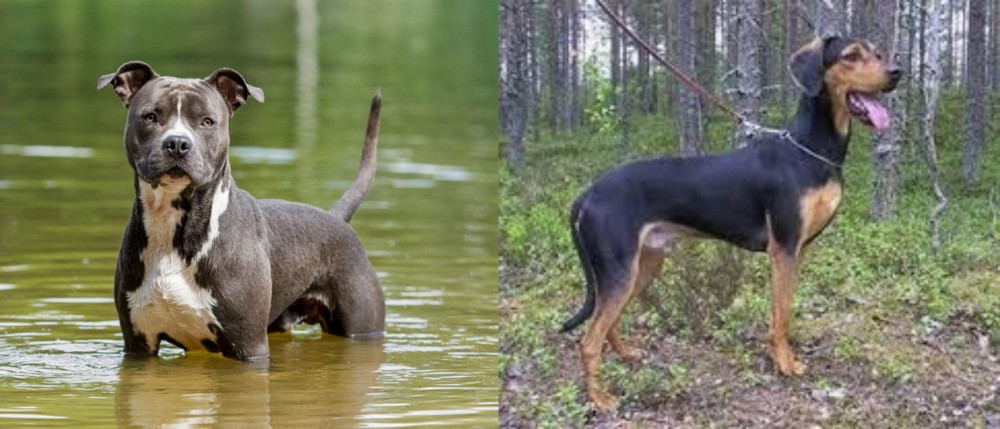 Greek Harehound vs American Staffordshire Terrier - Breed Comparison