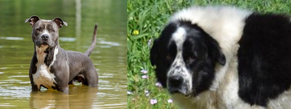 Greek Sheepdog vs American Staffordshire Terrier - Breed Comparison