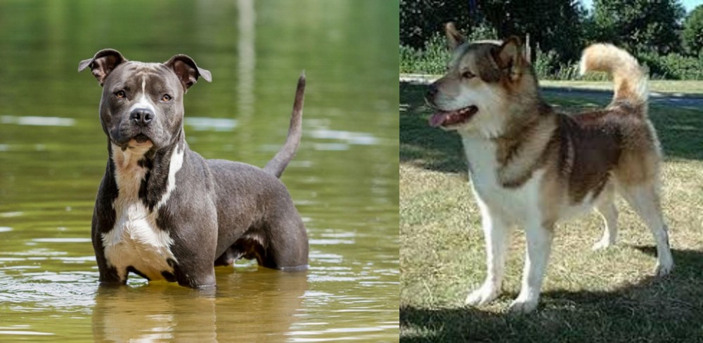 Greenland Dog vs American Staffordshire Terrier - Breed Comparison