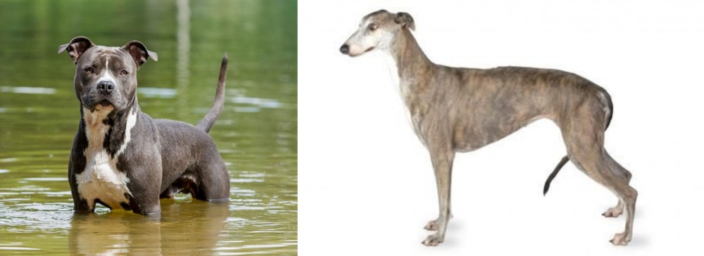 Greyhound vs American Staffordshire Terrier - Breed Comparison