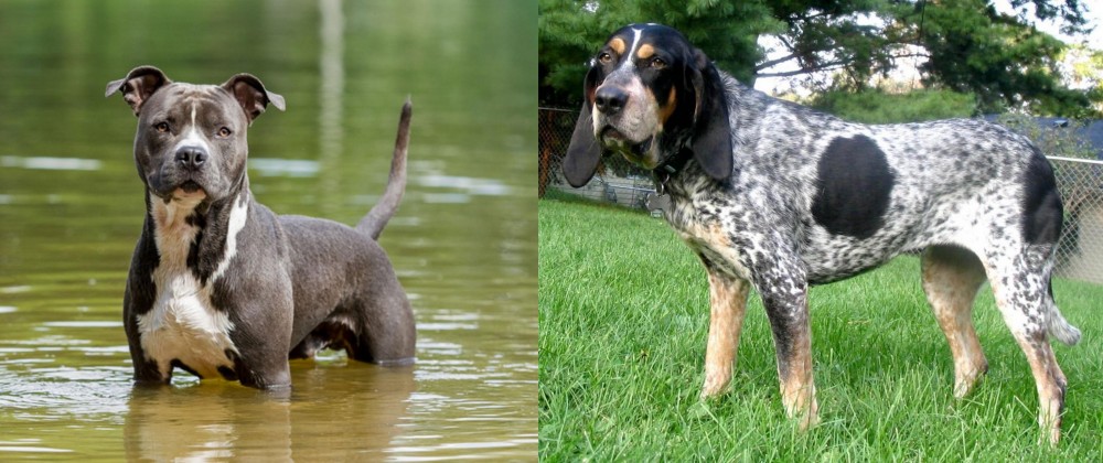 Griffon Bleu de Gascogne vs American Staffordshire Terrier - Breed Comparison