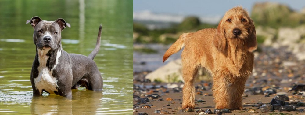 Griffon Fauve de Bretagne vs American Staffordshire Terrier - Breed Comparison