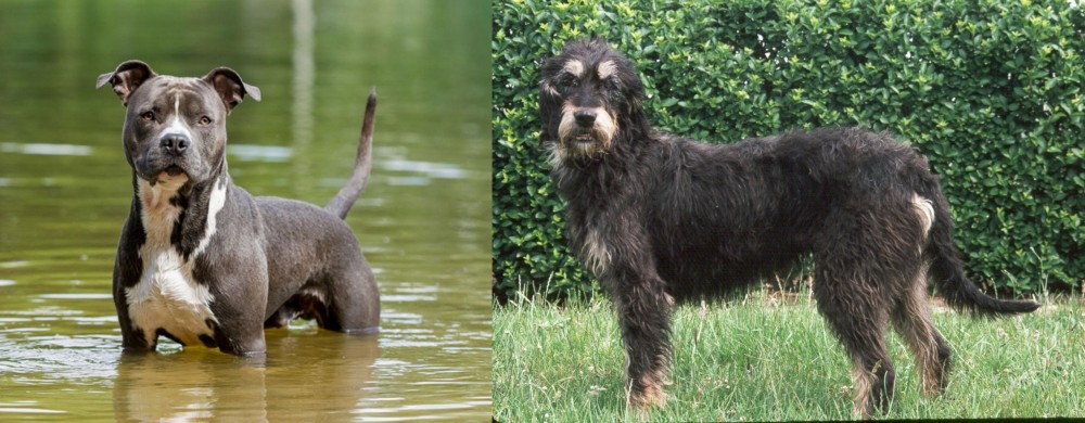Griffon Nivernais vs American Staffordshire Terrier - Breed Comparison