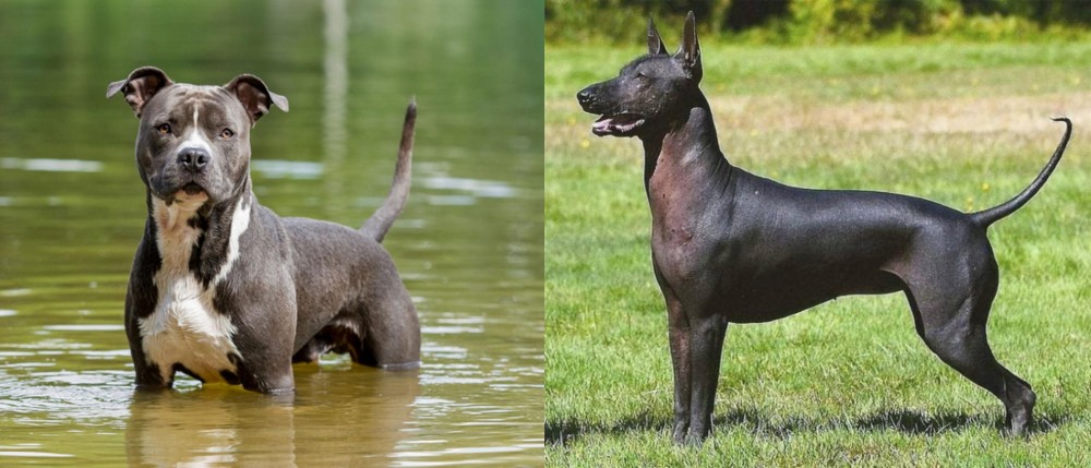 Hairless Khala vs American Staffordshire Terrier - Breed Comparison