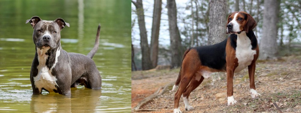 Hamiltonstovare vs American Staffordshire Terrier - Breed Comparison