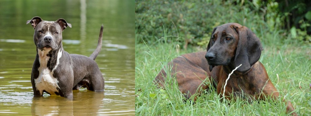Hanover Hound vs American Staffordshire Terrier - Breed Comparison
