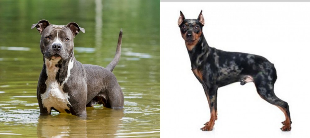 Harlequin Pinscher vs American Staffordshire Terrier - Breed Comparison