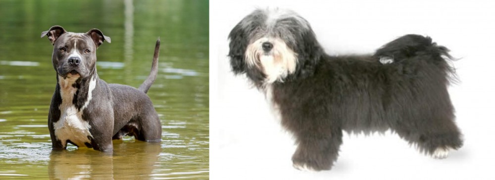 Havanese vs American Staffordshire Terrier - Breed Comparison