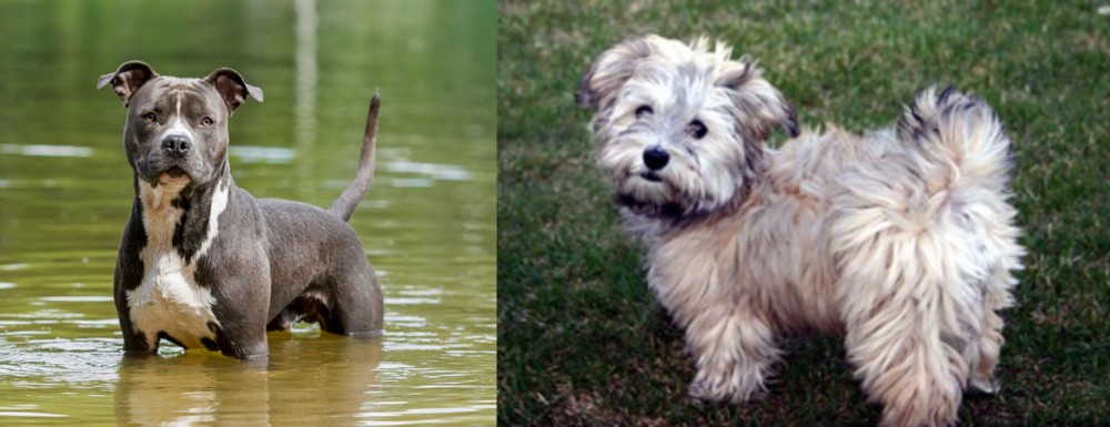 Havapoo vs American Staffordshire Terrier - Breed Comparison