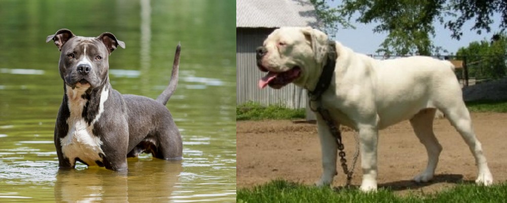 Hermes Bulldogge vs American Staffordshire Terrier - Breed Comparison