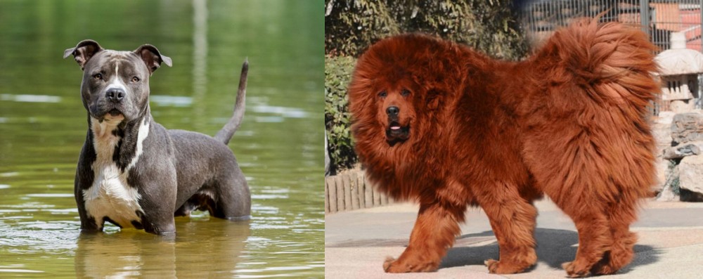 Himalayan Mastiff vs American Staffordshire Terrier - Breed Comparison