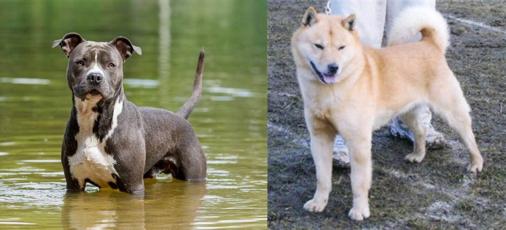 Hokkaido vs American Staffordshire Terrier - Breed Comparison
