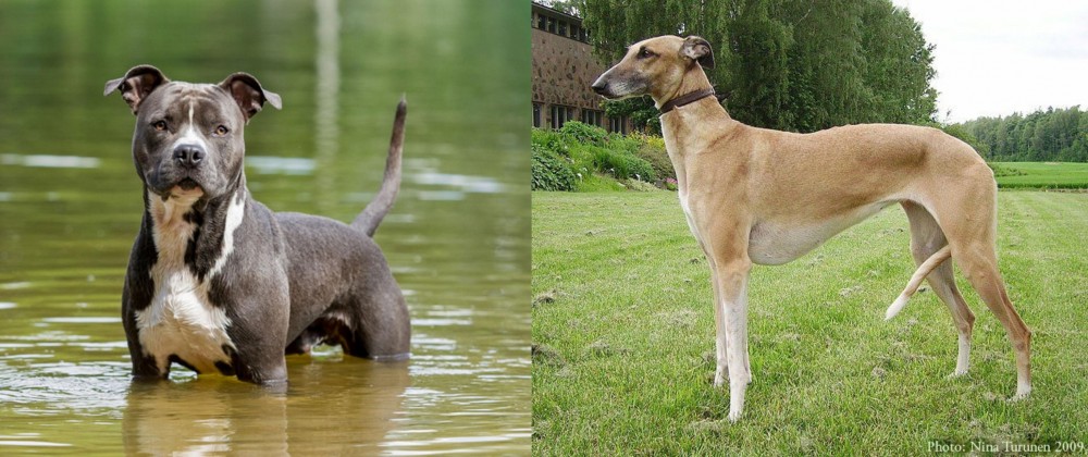 Hortaya Borzaya vs American Staffordshire Terrier - Breed Comparison