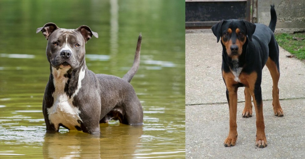 Hungarian Hound vs American Staffordshire Terrier - Breed Comparison
