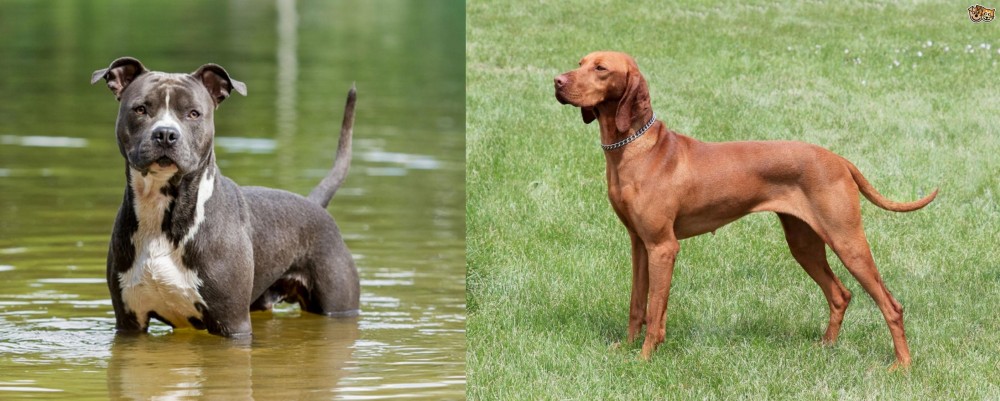 Hungarian Vizsla vs American Staffordshire Terrier - Breed Comparison