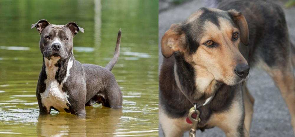 Huntaway vs American Staffordshire Terrier - Breed Comparison
