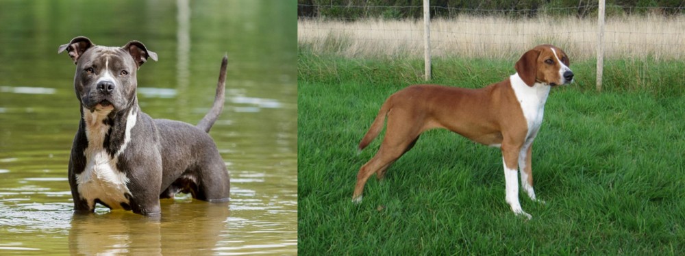 Hygenhund vs American Staffordshire Terrier - Breed Comparison