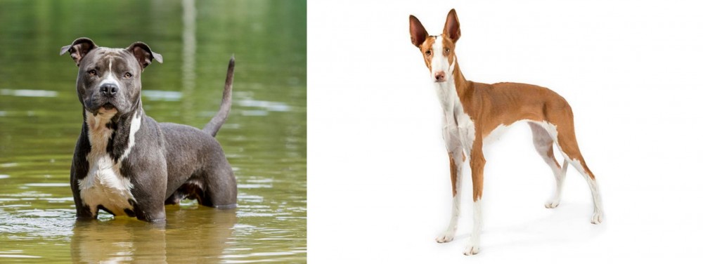 Ibizan Hound vs American Staffordshire Terrier - Breed Comparison