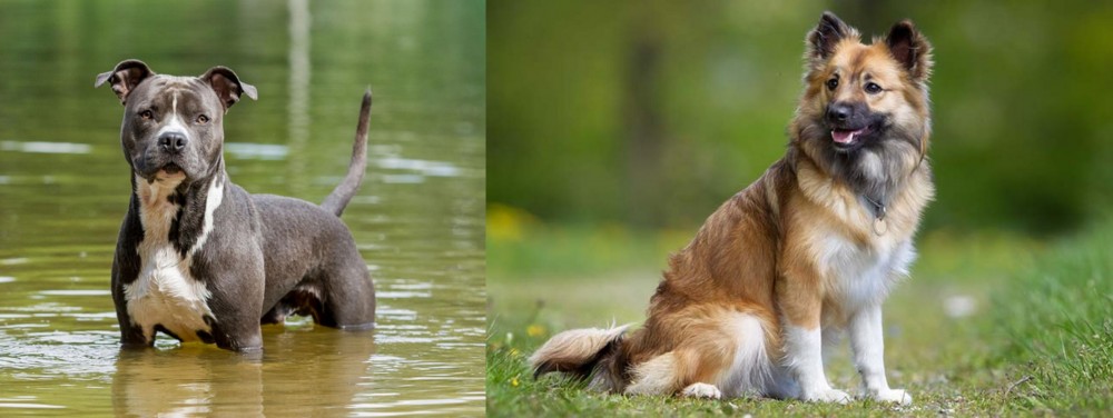 Icelandic Sheepdog vs American Staffordshire Terrier - Breed Comparison