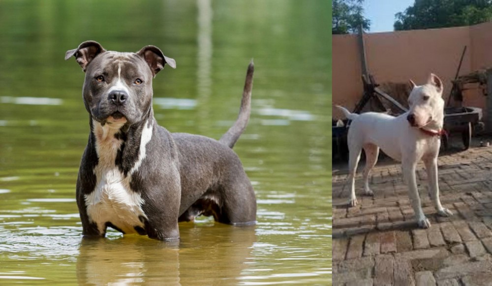 Indian Bull Terrier vs American Staffordshire Terrier - Breed Comparison