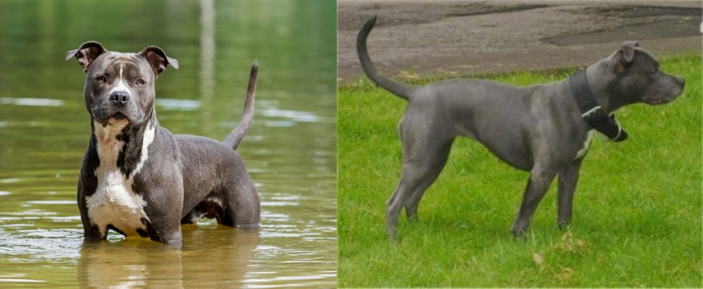 Irish Bull Terrier vs American Staffordshire Terrier - Breed Comparison
