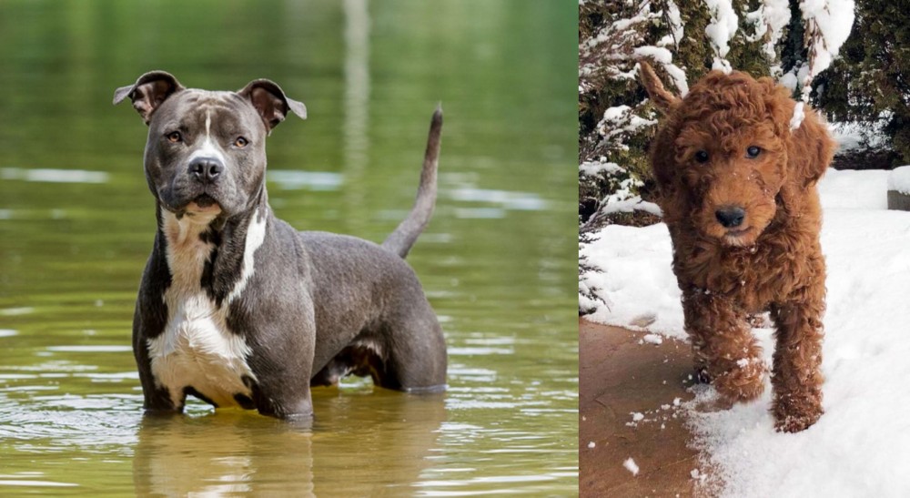 Irish Doodles vs American Staffordshire Terrier - Breed Comparison