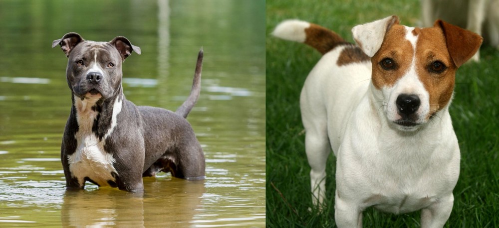 Irish Jack Russell vs American Staffordshire Terrier - Breed Comparison