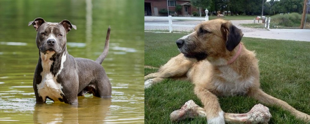 Irish Mastiff Hound vs American Staffordshire Terrier - Breed Comparison