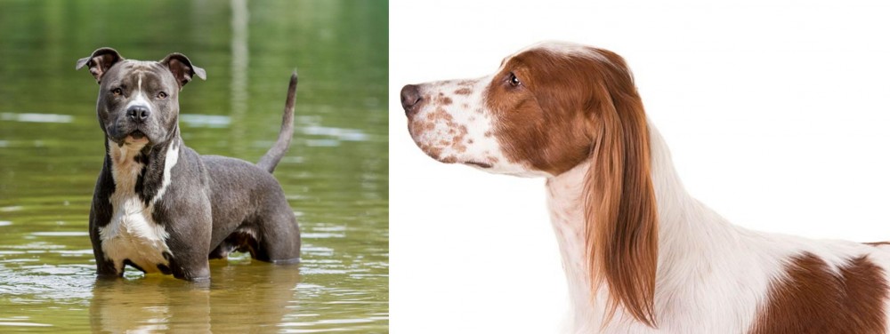 Irish Red and White Setter vs American Staffordshire Terrier - Breed Comparison