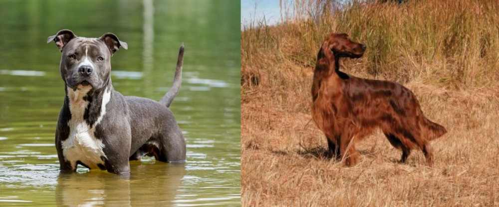 Irish Setter vs American Staffordshire Terrier - Breed Comparison