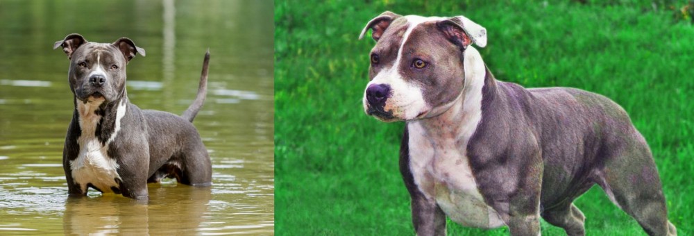 Irish Staffordshire Bull Terrier vs American Staffordshire Terrier - Breed Comparison