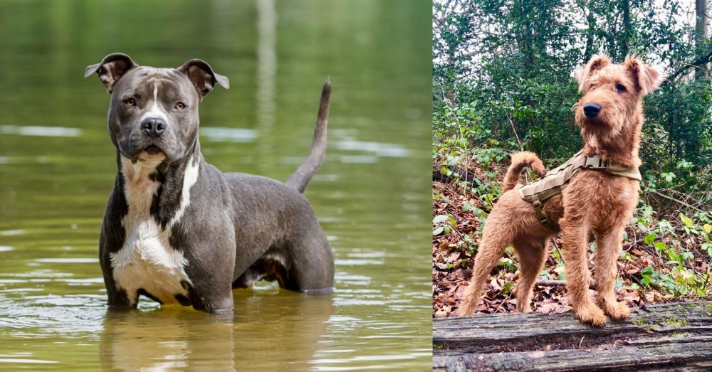 Irish Terrier vs American Staffordshire Terrier - Breed Comparison