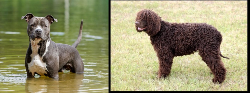 Irish Water Spaniel vs American Staffordshire Terrier - Breed Comparison