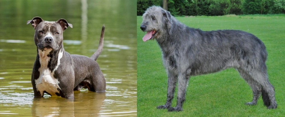 Irish Wolfhound vs American Staffordshire Terrier - Breed Comparison