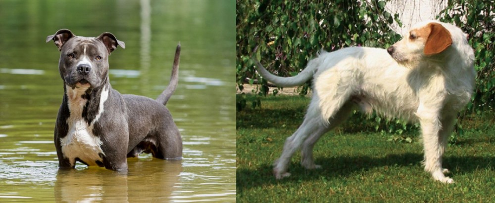 Istarski Ostrodlaki Gonic vs American Staffordshire Terrier - Breed Comparison