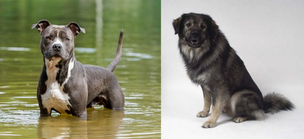 Istrian Sheepdog vs American Staffordshire Terrier - Breed Comparison